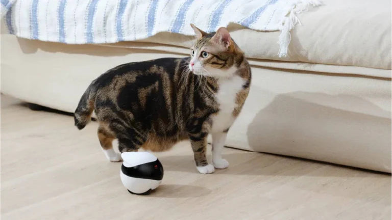 EBO Air moving pet camera