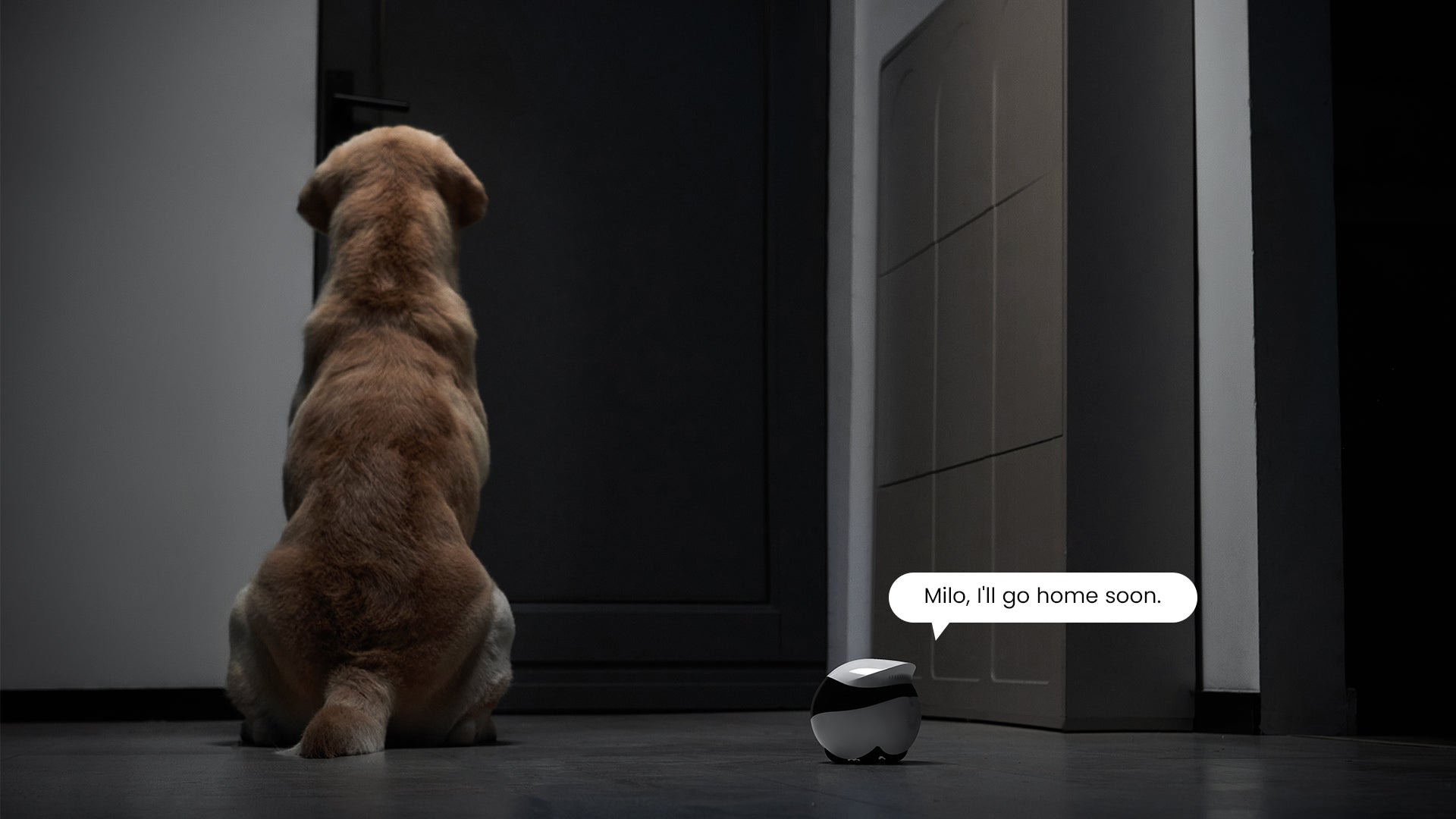 EBO Air 2 companion robot: Chat and Play With Your Pet, So They're Never Alone